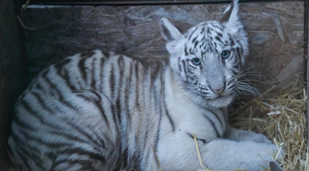 ai-ac-tigru.jpg - RevistaPolitica