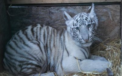 ai-ac-tigru.jpg - RevistaPolitica