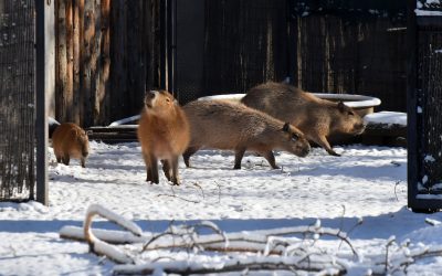 614370520_1220176896956679_1214751046734950909_n.jpg - RevistaPolitica