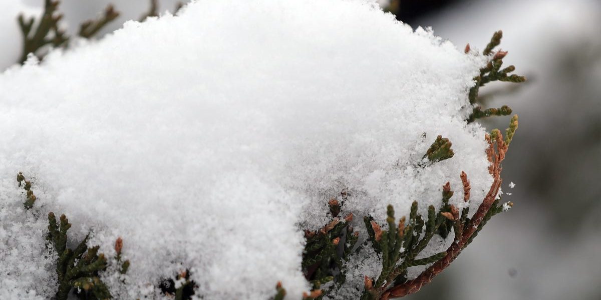 88202005007-snow-jl-4.JPG - RevistaPolitica