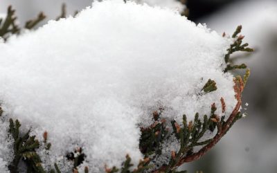 88202005007-snow-jl-4.JPG - RevistaPolitica