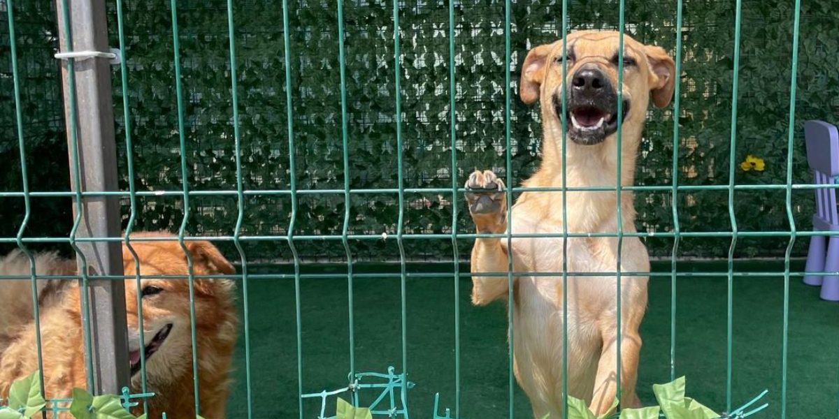 ASPA-peste-2040-de-catei-adoptati.jpg - RevistaPolitica