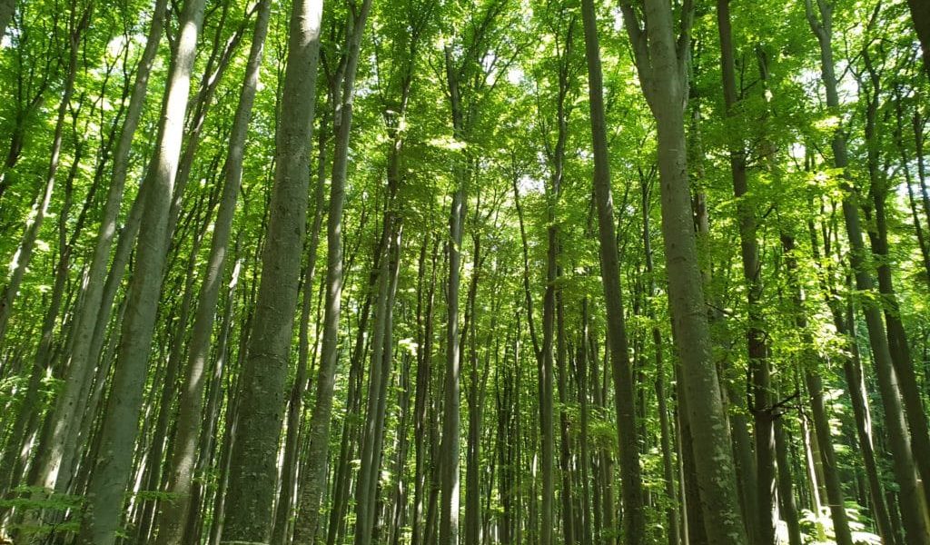 Actualizare SUMAL, blocată metoda de furt a lemnului utilizată de - RevistaPolitica