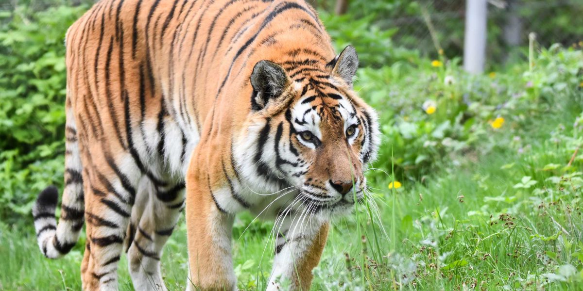 Cate-tipuri-de-feline-exista-in-lume-4.jpg - RevistaPolitica