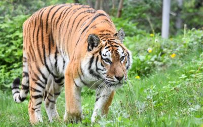 Cate-tipuri-de-feline-exista-in-lume-4.jpg - RevistaPolitica