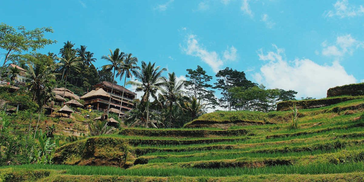 View of Tegallagang Rice Terraces in Bali.jpg