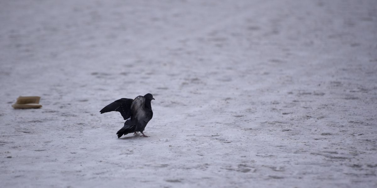 ID159181_INQUAM_Photos_Alex-Nicodim_-scaled.jpg - RevistaPolitica