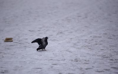 ID159181_INQUAM_Photos_Alex-Nicodim_-scaled.jpg - RevistaPolitica