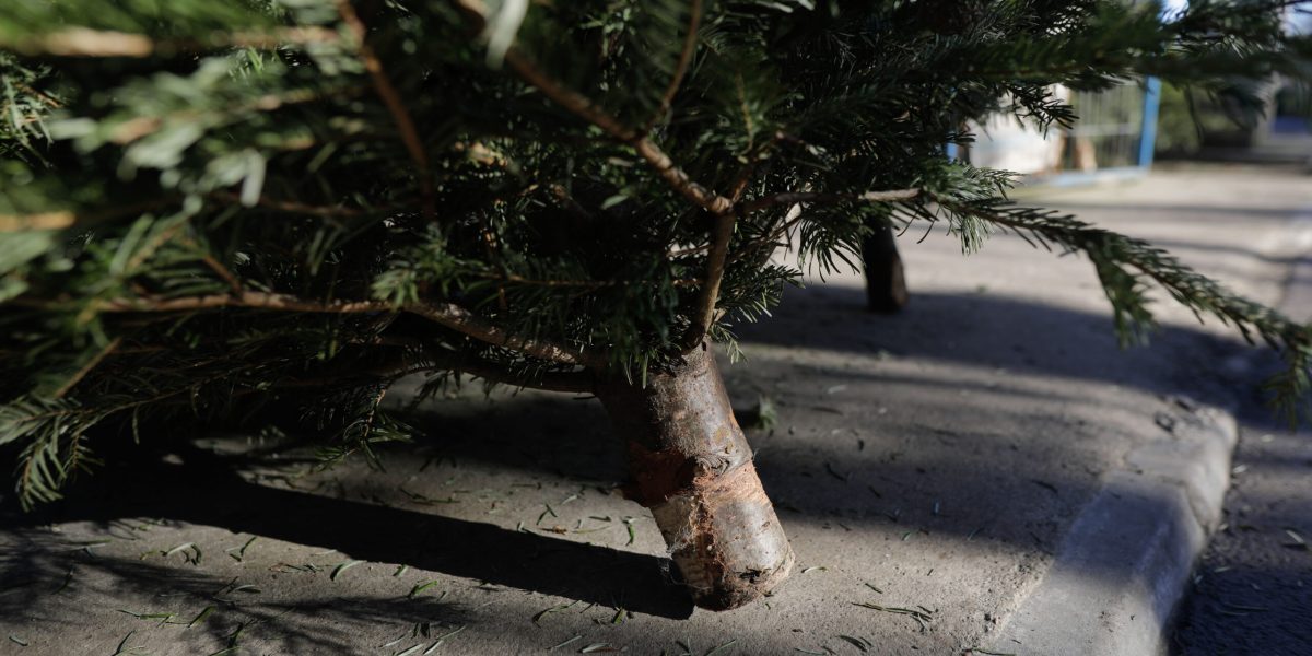 ID243142_INQUAM_Photos_George_Calin-scaled.jpg - RevistaPolitica