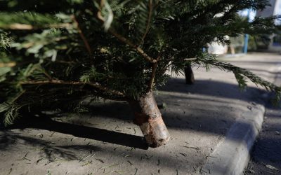 ID243142_INQUAM_Photos_George_Calin-scaled.jpg - RevistaPolitica