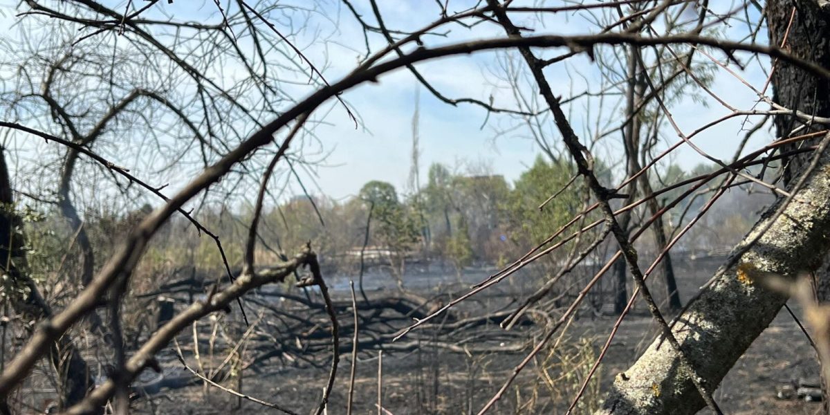 Inca-un-incendiu-in-Parcul-IOR-1600x1200-3-1.jpeg - RevistaPolitica