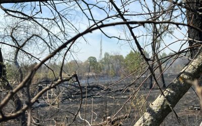 Inca-un-incendiu-in-Parcul-IOR-1600x1200-3-1.jpeg - RevistaPolitica