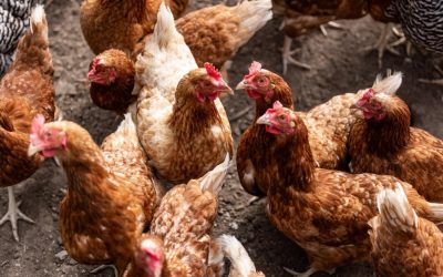 Fast-food giant KFC to offer 24 halal-only restaurants in France