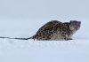 Snow leopard attacks skier in China’s Xinjiang region