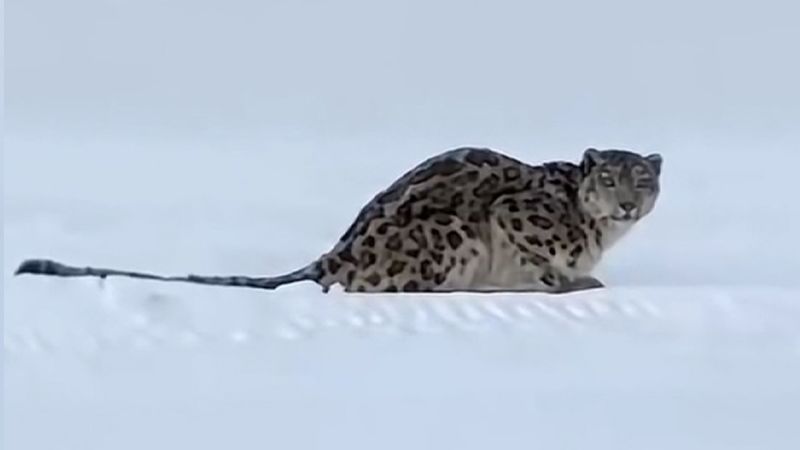 Snow leopard attacks skier in China’s Xinjiang region