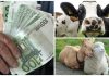 Subvențiile APIA pe cap animal! Banii ajung la crescători până la 31 ianuarie 2026!