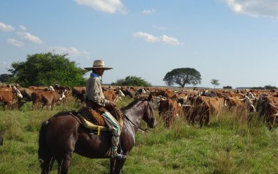 Vaches-Argentine©Pixabay.jpg - RevistaPolitica