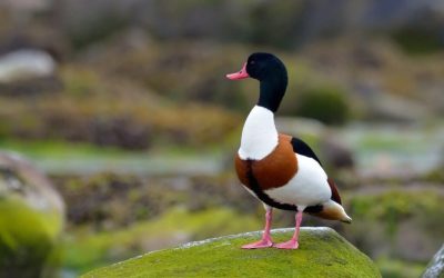 califar-comun-dt_1-Large-e1741276136102-1024x678-1.jpeg - RevistaPolitica