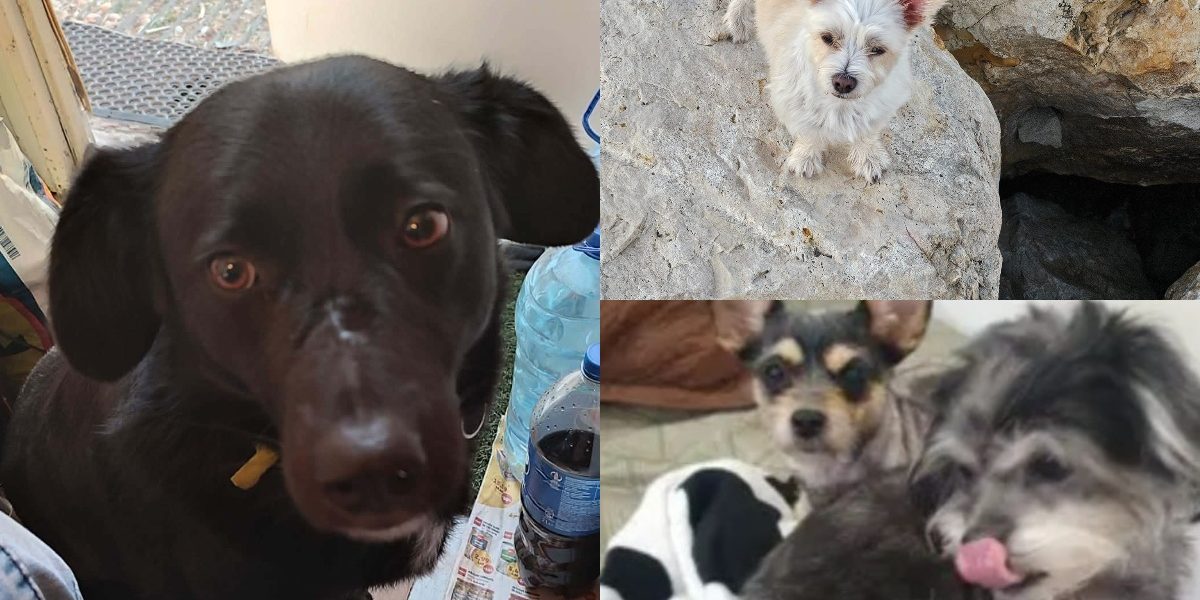 collage-48-1.jpg - RevistaPolitica