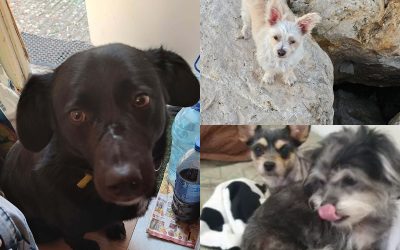 collage-48-1.jpg - RevistaPolitica