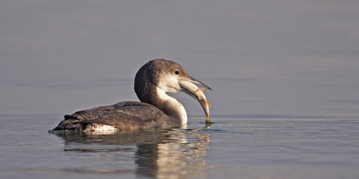 img_0059381206ca383b99438867b0852a8c.jpg - RevistaPolitica