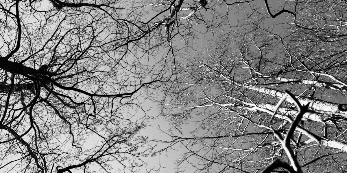 justin-weinberg-battle-in-the-winter-woods-scaled.jpeg - RevistaPolitica