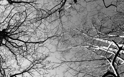 justin-weinberg-battle-in-the-winter-woods-scaled.jpeg - RevistaPolitica