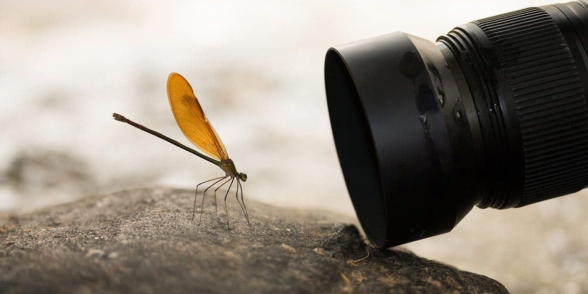 macro-foto.jpg - RevistaPolitica