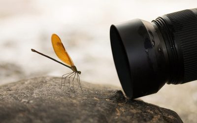 macro-foto.jpg - RevistaPolitica