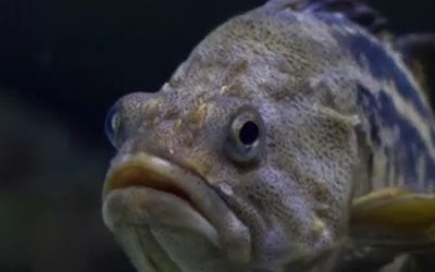 peste.jpg - RevistaPolitica