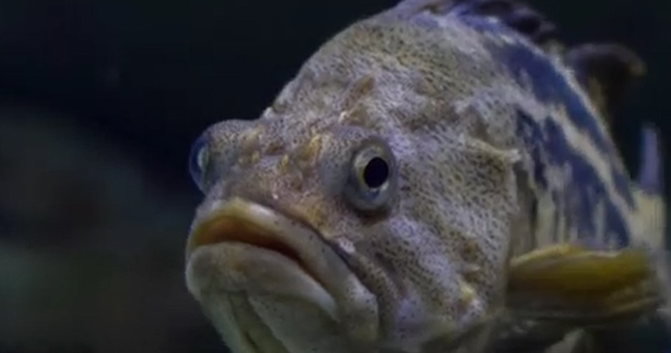 peste.jpg - RevistaPolitica