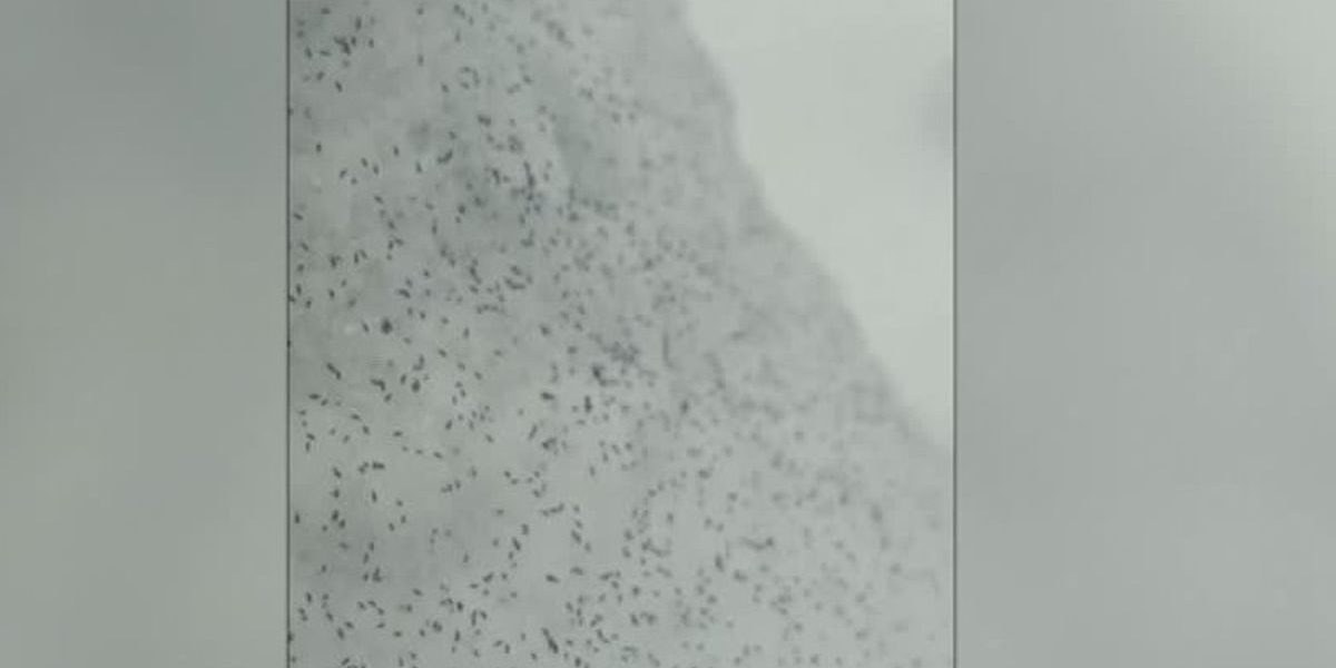 purici-de-zapada-filmati-in-padure-mp4-crop-1768576325.jpg - RevistaPolitica