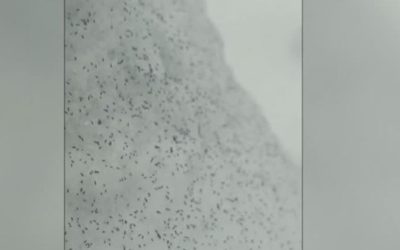 purici-de-zapada-filmati-in-padure-mp4-crop-1768576325.jpg - RevistaPolitica