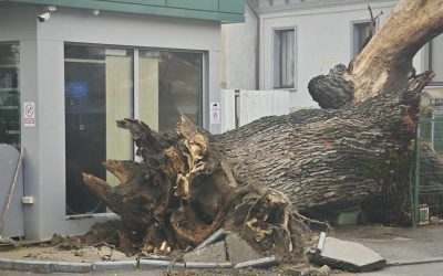 stejarvechi-e1767710263714.jpg - RevistaPolitica