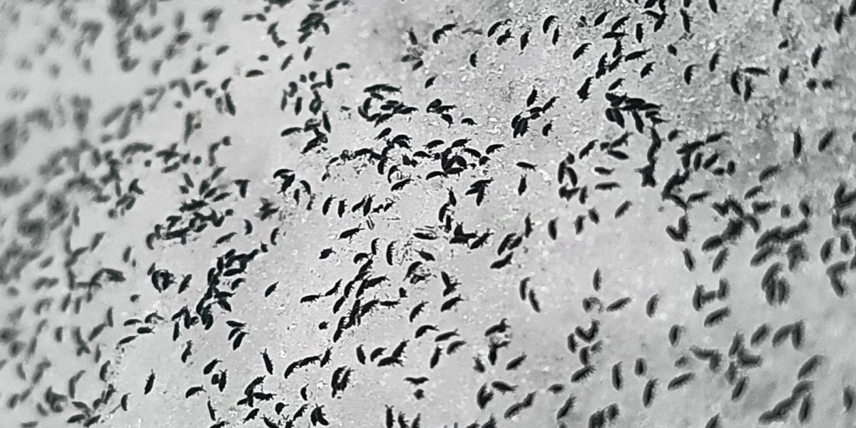 uhttps3A2F2Fobservatornews.ro2Fuploads2Fmodules2Fnews2F02F20262F12F152F6428782Fpurici.jpeg - RevistaPolitica