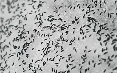 uhttps3A2F2Fobservatornews.ro2Fuploads2Fmodules2Fnews2F02F20262F12F152F6428782Fpurici.jpeg - RevistaPolitica