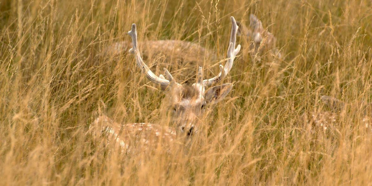 vanatoarecerbi.jpg - RevistaPolitica