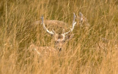 vanatoarecerbi.jpg - RevistaPolitica