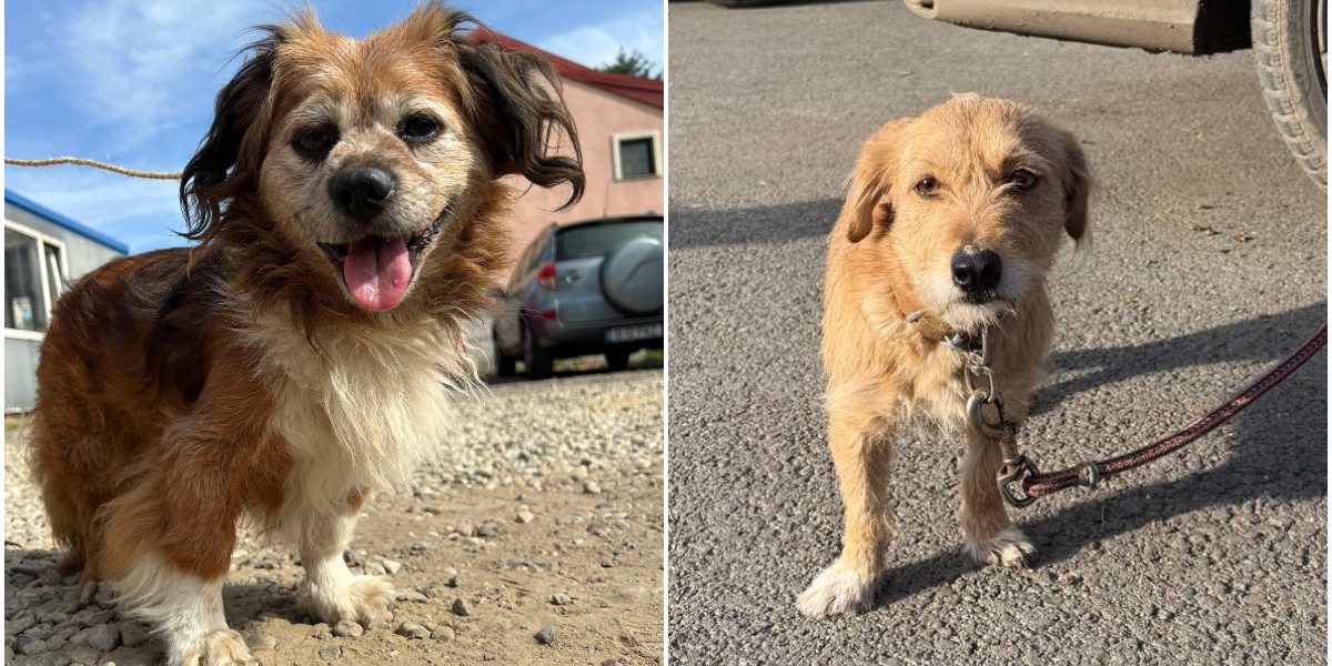 Amenzi-pentru-bucurestenii-care-nu-sterilizeaza-cainii-de-rasa-comuna-.jpg - RevistaPolitica