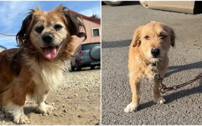 Amenzi-pentru-bucurestenii-care-nu-sterilizeaza-cainii-de-rasa-comuna-.jpg - RevistaPolitica