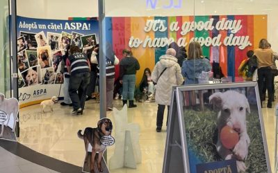 Catei-adoptati-primul-targ-de-adoptii-ASPA.jpg - RevistaPolitica