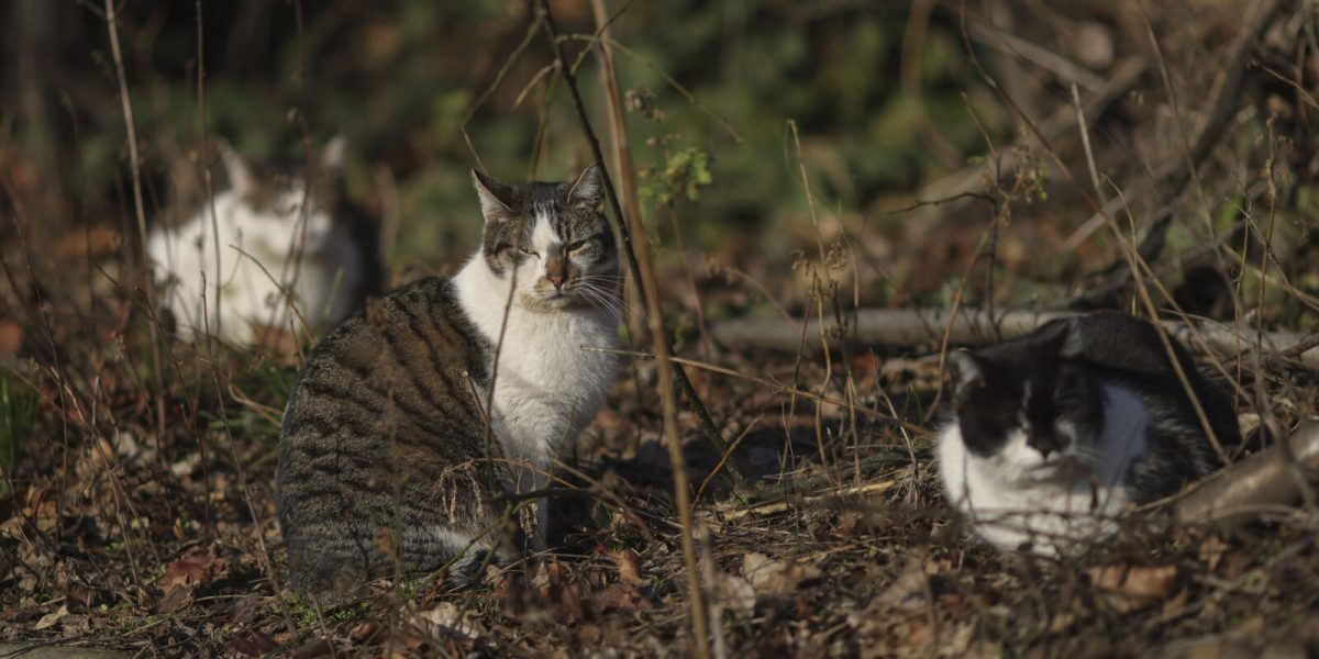 ID289854_INQUAM_Photos_Octav_Ganea-scaled-e1760529916143-1600x918-1.jpg - RevistaPolitica