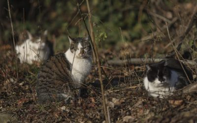 ID289854_INQUAM_Photos_Octav_Ganea-scaled-e1760529916143-1600x918-1.jpg - RevistaPolitica