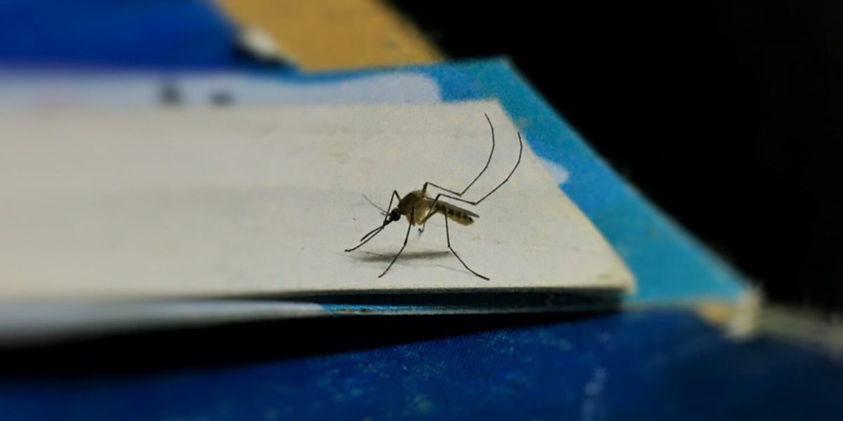 Ilfov-fara-tantari.jpg - RevistaPolitica