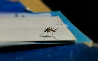 Ilfov-fara-tantari.jpg - RevistaPolitica