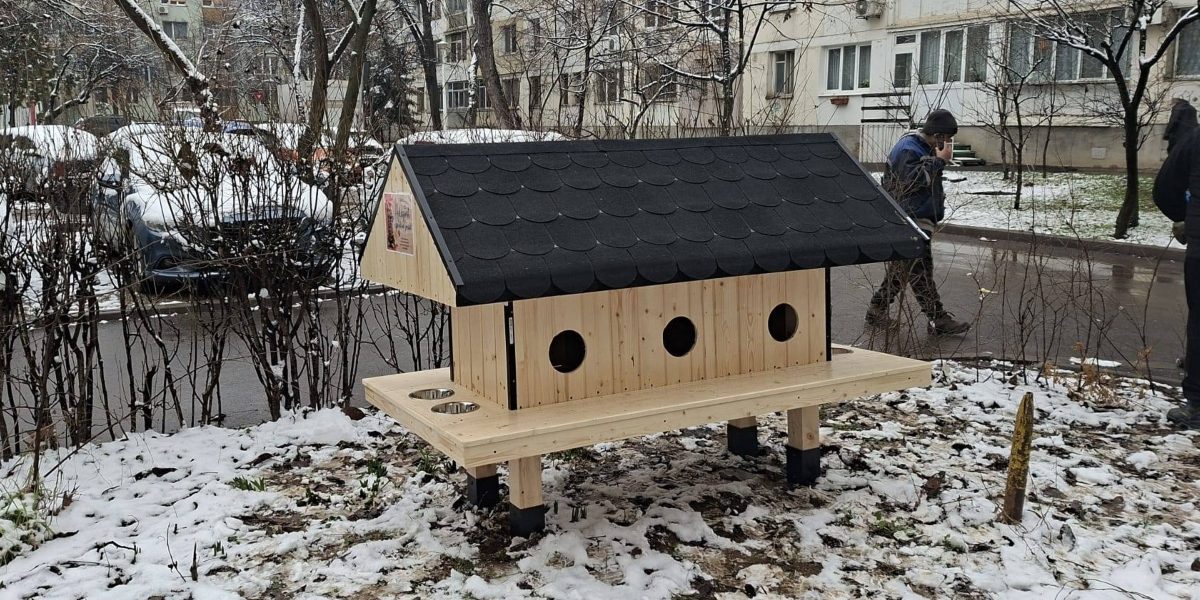 Patru-noi-casute-pentru-pisici.jpg - RevistaPolitica