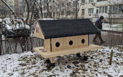 Patru-noi-casute-pentru-pisici.jpg - RevistaPolitica