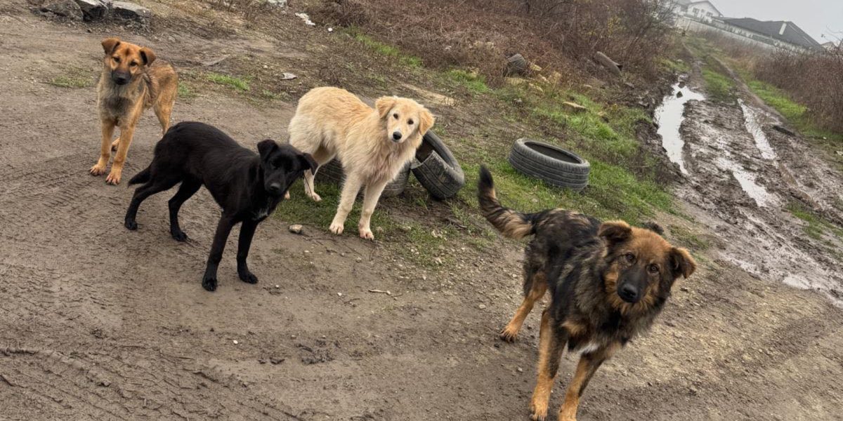 Sterilizare-caini-Ilfov.jpg - RevistaPolitica