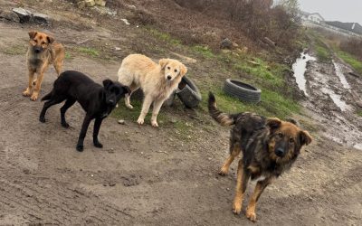 Sterilizare-caini-Ilfov.jpg - RevistaPolitica