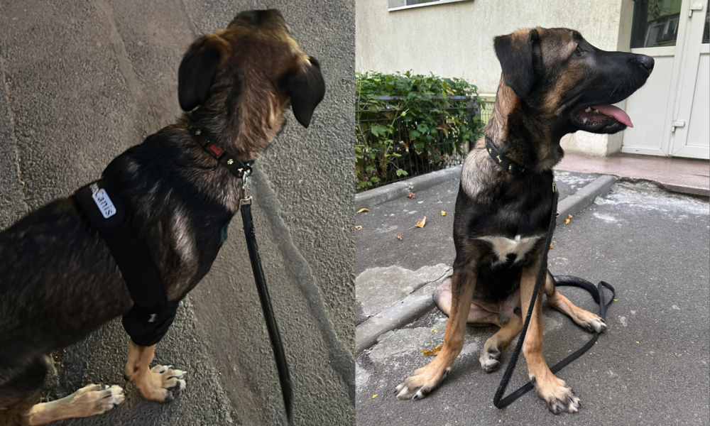 Untitled-design-37-1000x666.png - RevistaPolitica